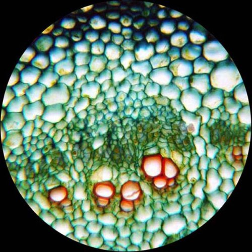 AmScope M162C-2L-PB10 included slides case for organization