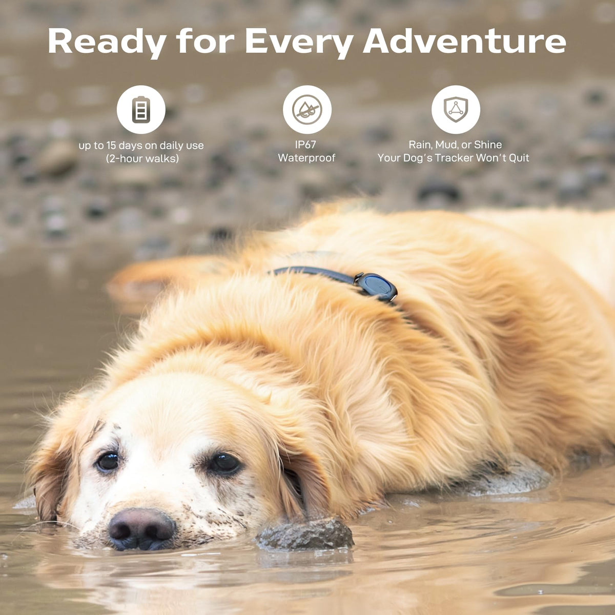 Aorkuler Tracker 2 ultra-lightweight and durable on a dog collar