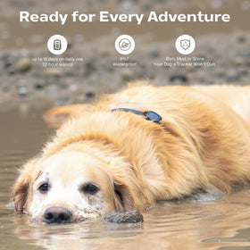 Aorkuler Tracker 2 ultra-lightweight and durable on a dog collar