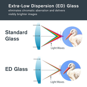 Celestron Regal ED 10x42 BaK-4 prisms deliver bright, true-to-life color.