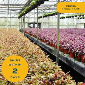 Costa Farms plant outdoors in warm climate showing suitability for zones 10–12