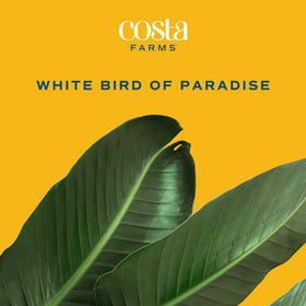 Costa Farms decorative pot and plant label displaying ready-to-place presentation