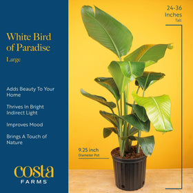 Costa Farms plant in a living room setting adding tropical style and height