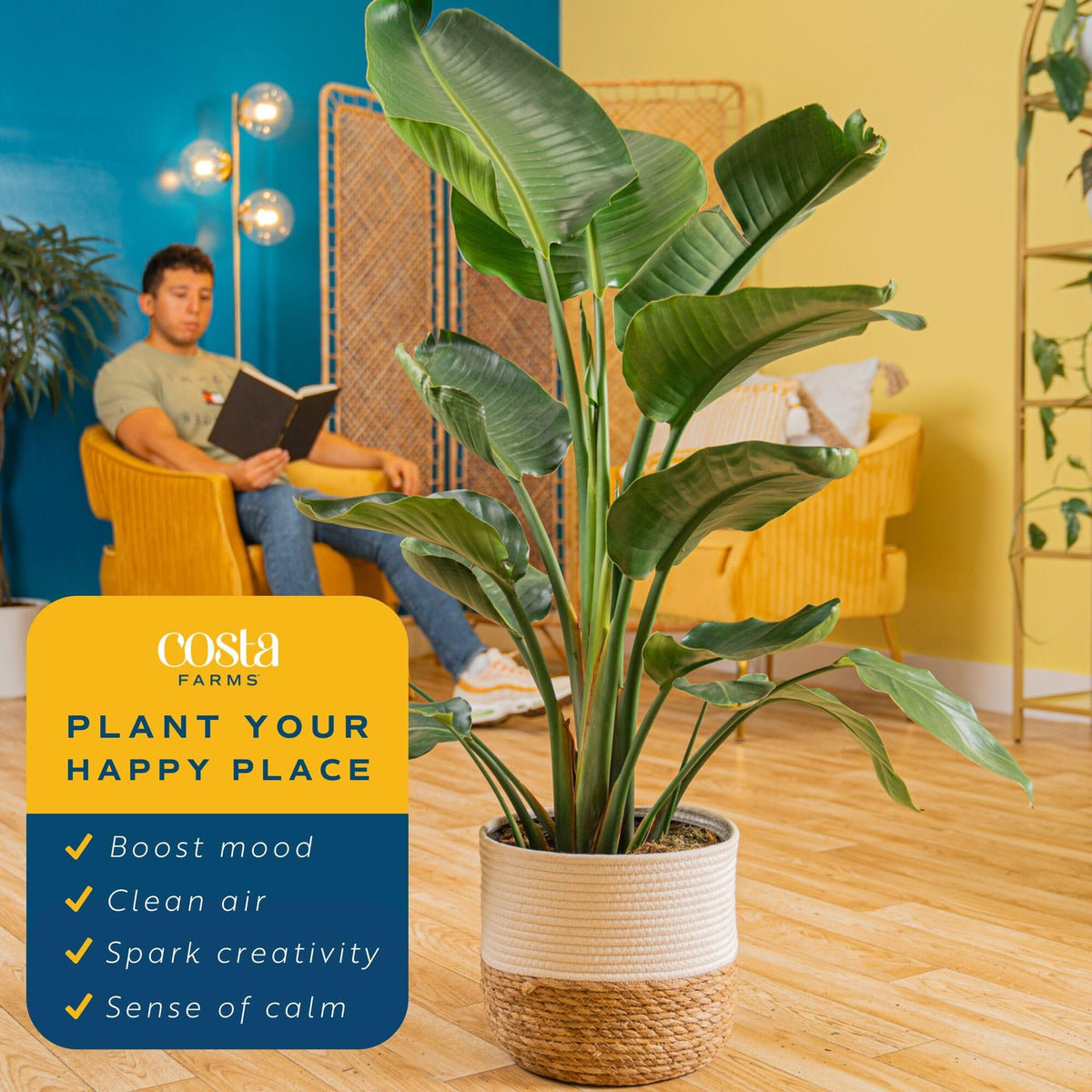 Costa Farms plant next to chair demonstrating scale and 24-inch height