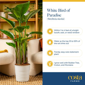 Costa Farms showing watering to pot with proper drainage and healthy roots