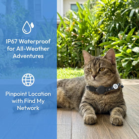 DCZSDJT close-up of QR code tag on collar enabling instant finder contact and return assistance