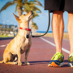 Flutesan GPS tracker for pets emphasizes locating pets and valuables