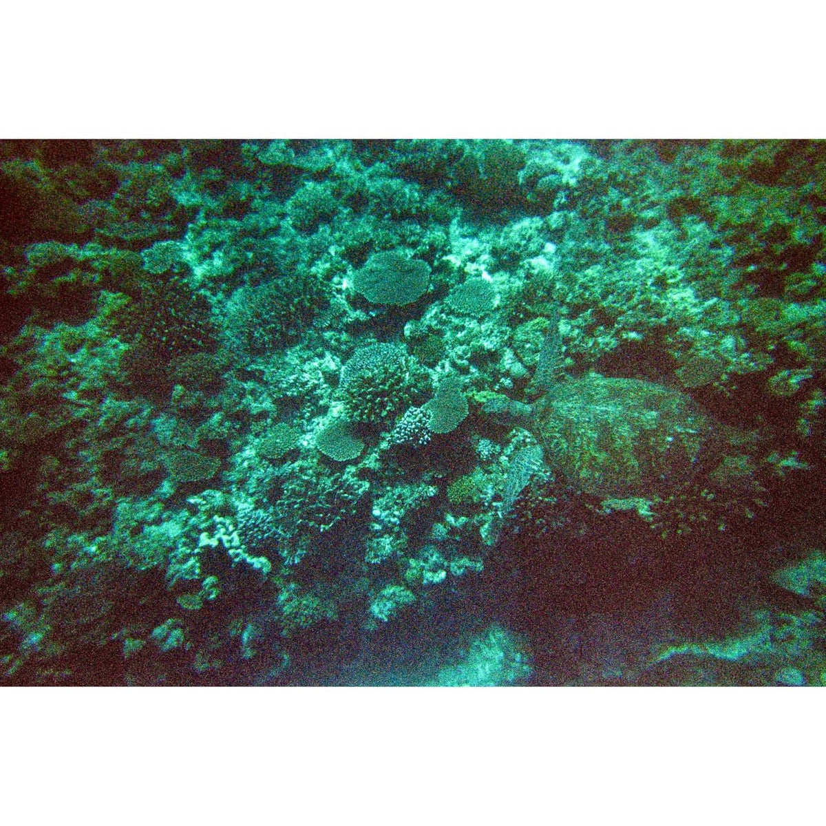 Fujifilm QuickSnap underwater action shot capturing protected film use and adventurous scenes