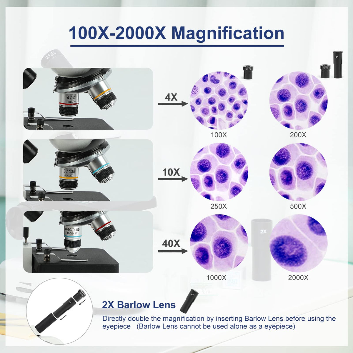 LaMulaAuto ocular view showing precise magnification for study sessions.