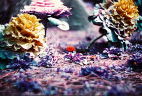 Lomography Lomochrome Purple 35mm creative film for surreal mood in scenes.