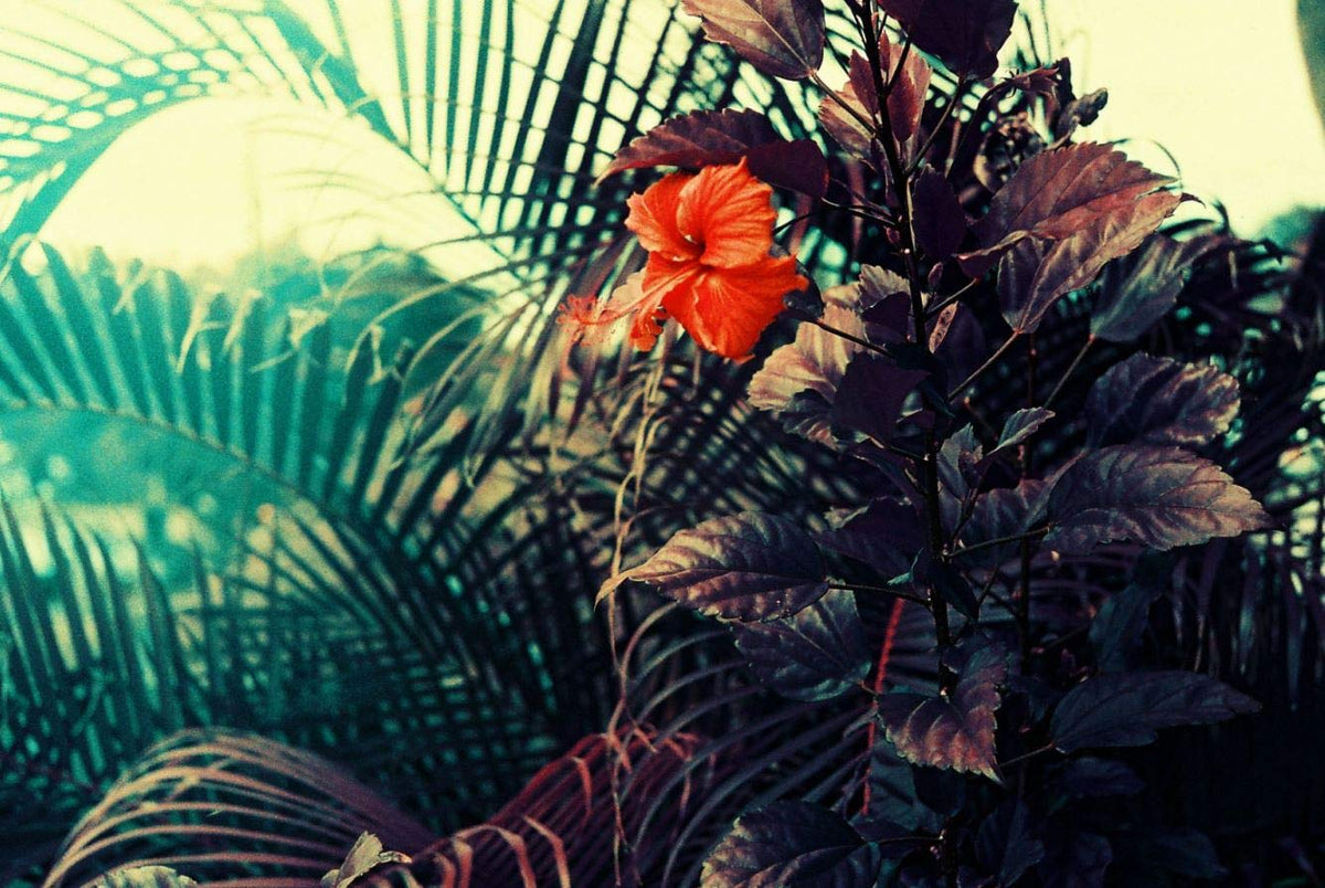 Lomography Lomochrome Purple 35mm magenta-tinged highlights for dramatic city lights.