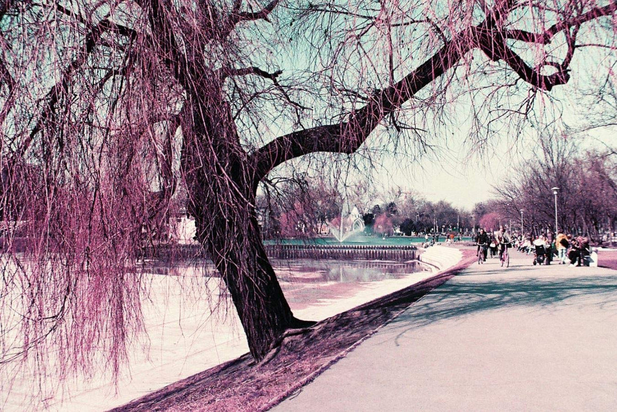 Lomography Lomochrome Purple 35mm night shot reveals glow and magenta reflections.