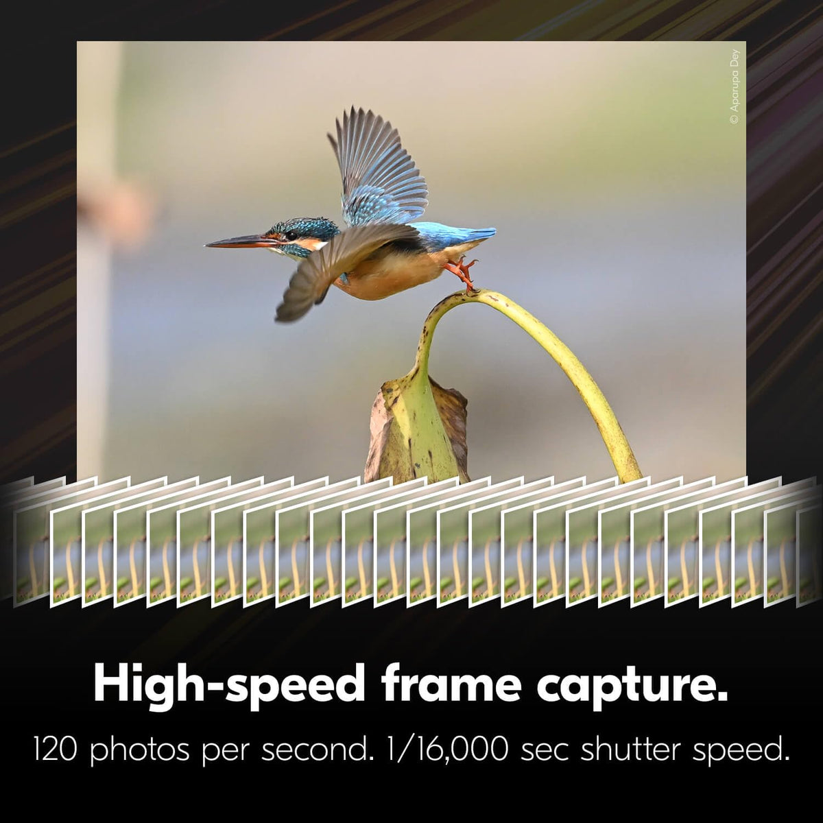 Nikon Z6 III records 6K/60p RAW for flexible color grading.