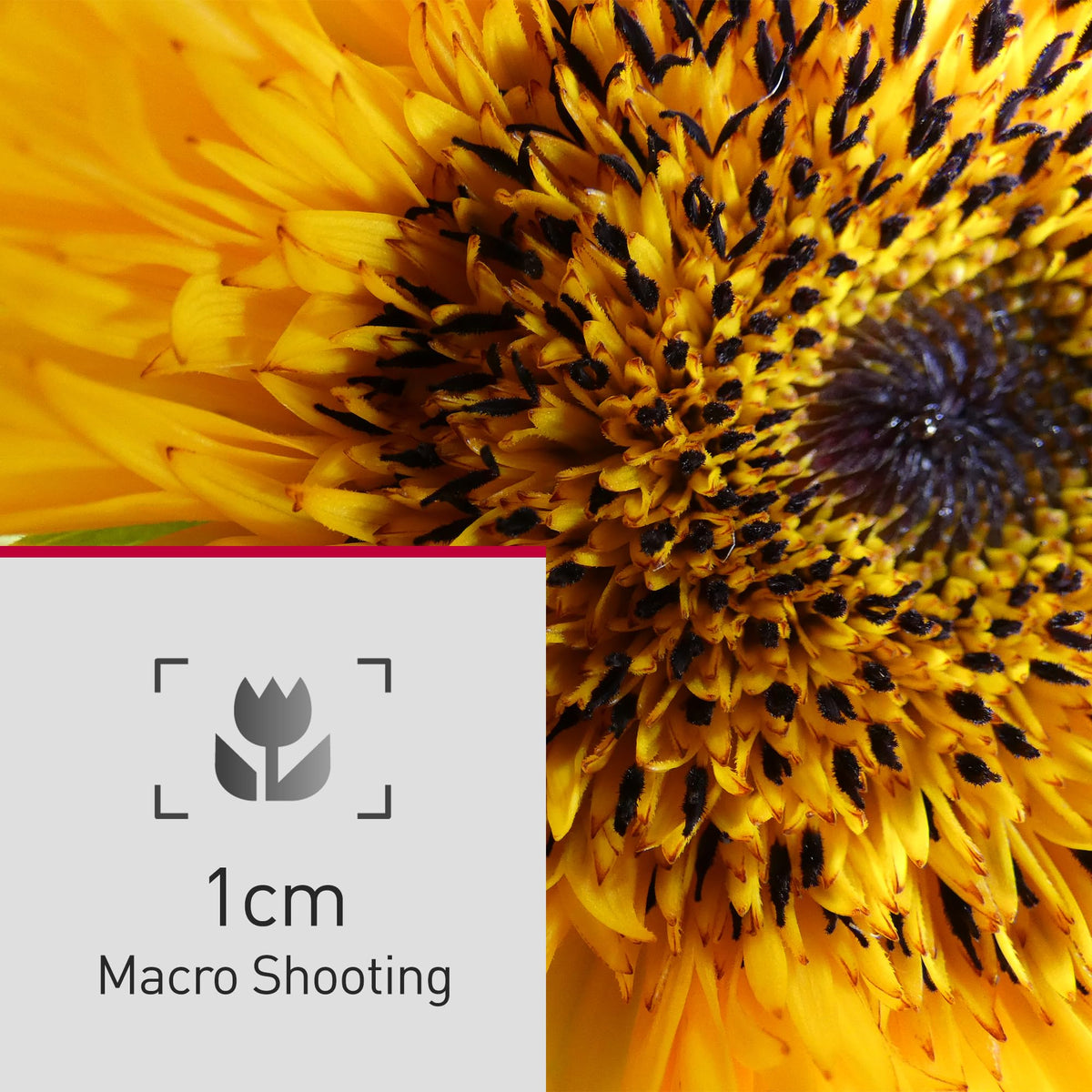 Panasonic LUMIX FZ80D Post Focus lets you select the sharp area after shot.