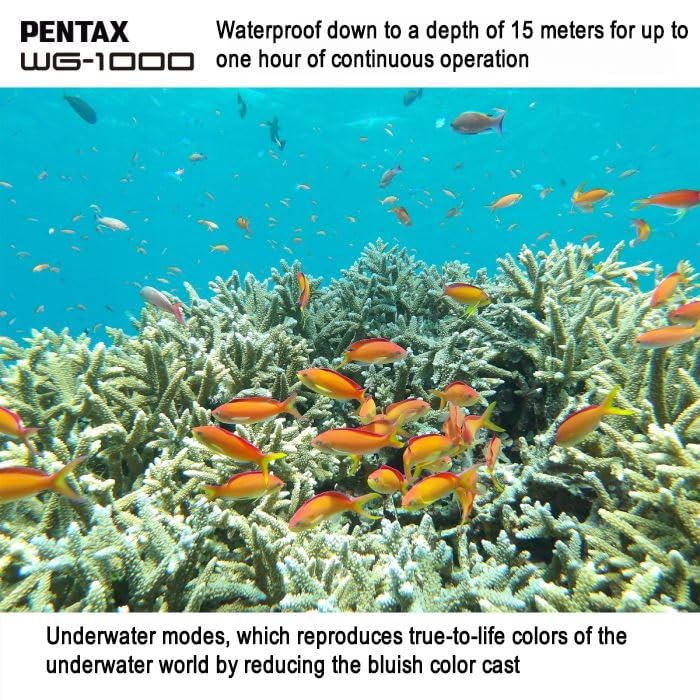 Pentax WG-1000 Olive performs well at high ISO for crisp photos