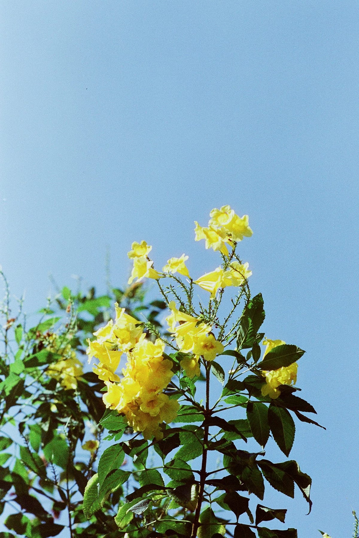 RETO amber loaded in 35mm camera for quick daylight shooting