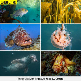 SeaLife Micro 3.0 RAW DNG support enables flexible post-processing