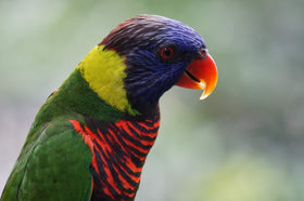 Sony E 55-210mm lens close-up focusing for sharp detail