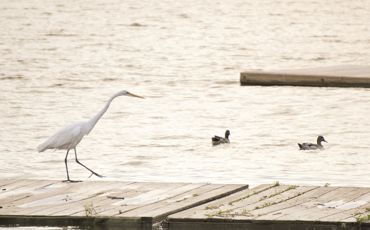 Sony E 55-210mm at 210mm yields sharp distant subjects.