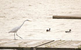 Sony E 55-210mm at 210mm yields sharp distant subjects.