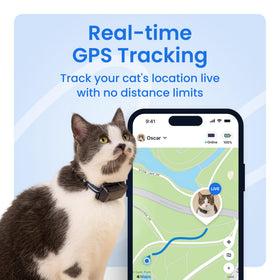 Cat outdoors wearing Tractive device for unlimited-range live tracking.