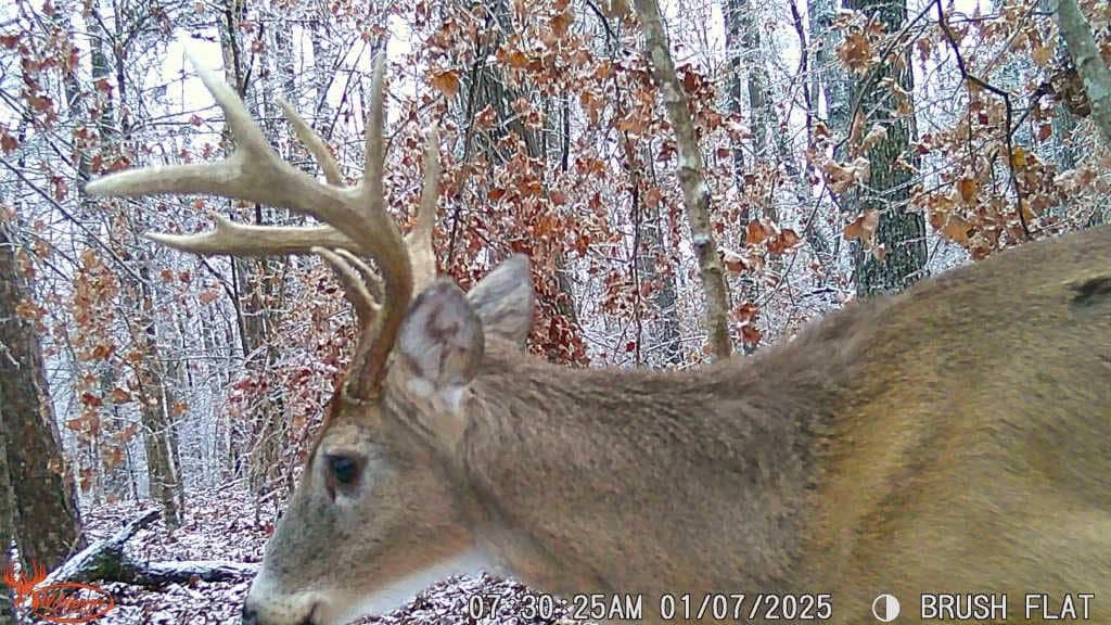WILDGAME Innovations camera mounted in woods showing in-field reliability and concealment