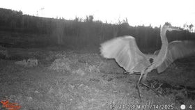 WILDGAME Innovations night photo sample showing clear nocturnal imaging benefit