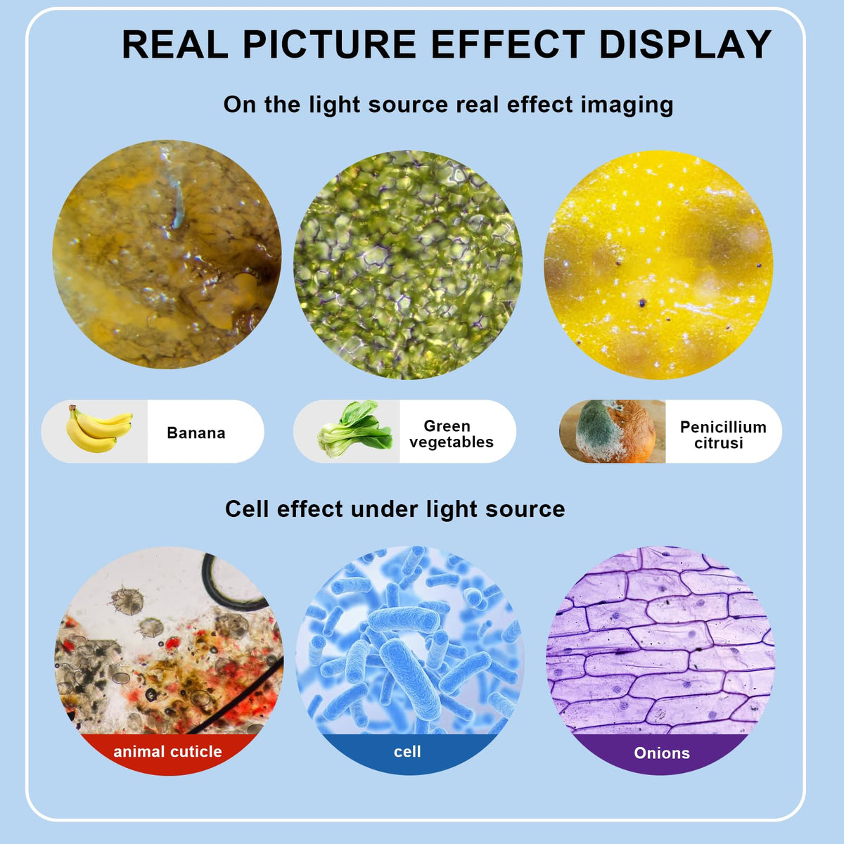 Woehrsh Trinocular 8 core design supports versatile observation